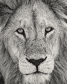 A lion's face as 1-bit dots for a laser, dithered with Atkinson