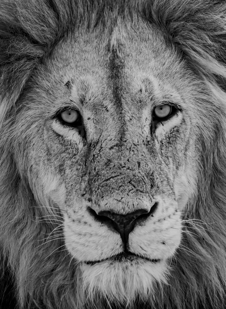 The source photo, a lion
